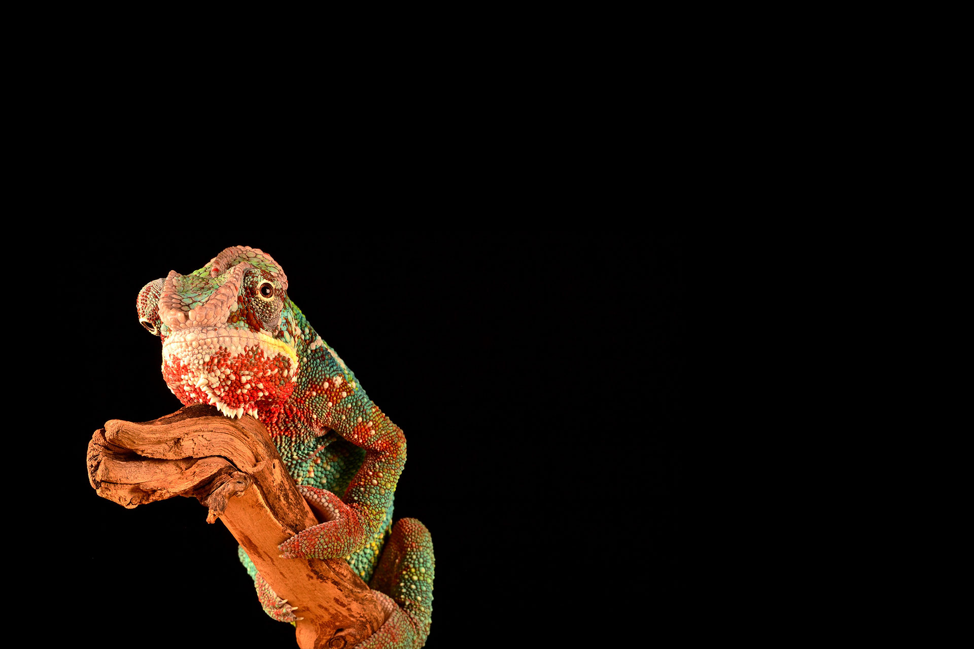 Chameleon on branch