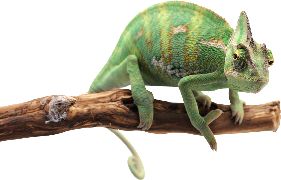 Chameleon_Camo_Green_Fixed_RGB