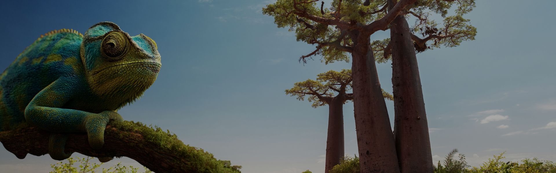 Chameleon Video On The Map In Madagascar